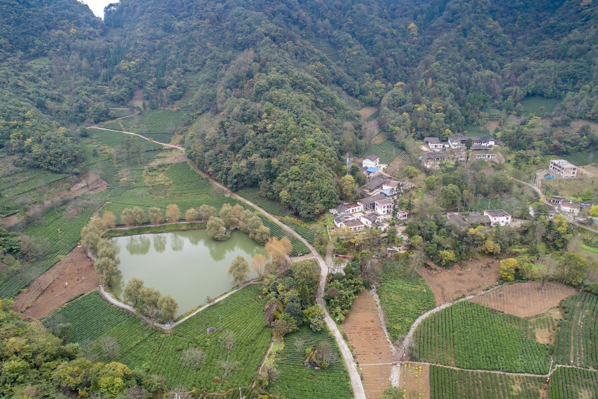 甘肃陇上江南 碧口马家山也是极品龙井产地