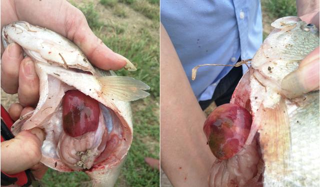 深知肝胆综合症和配合饲料之间的矛盾是由于鲈鱼自身生理缺陷引起的