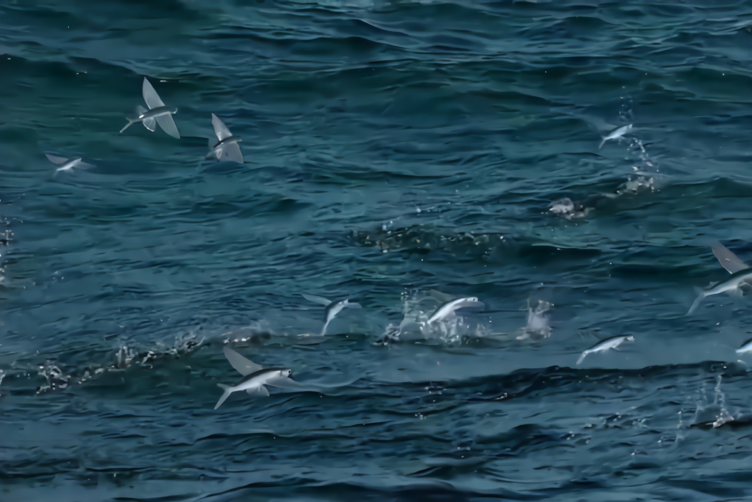 会"飞"的鱼,可以跃出水面十几米,在空中停留40多秒