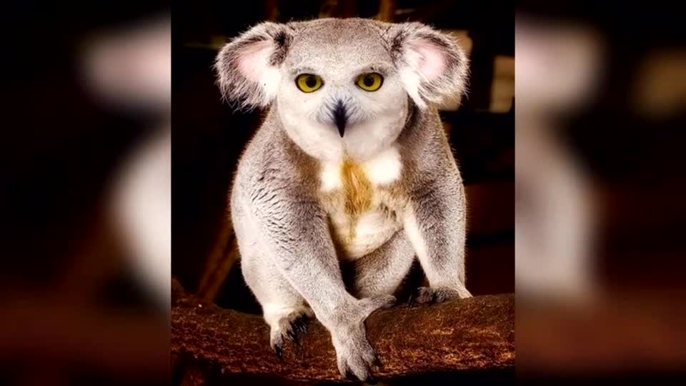 动物基因混合造就新品种