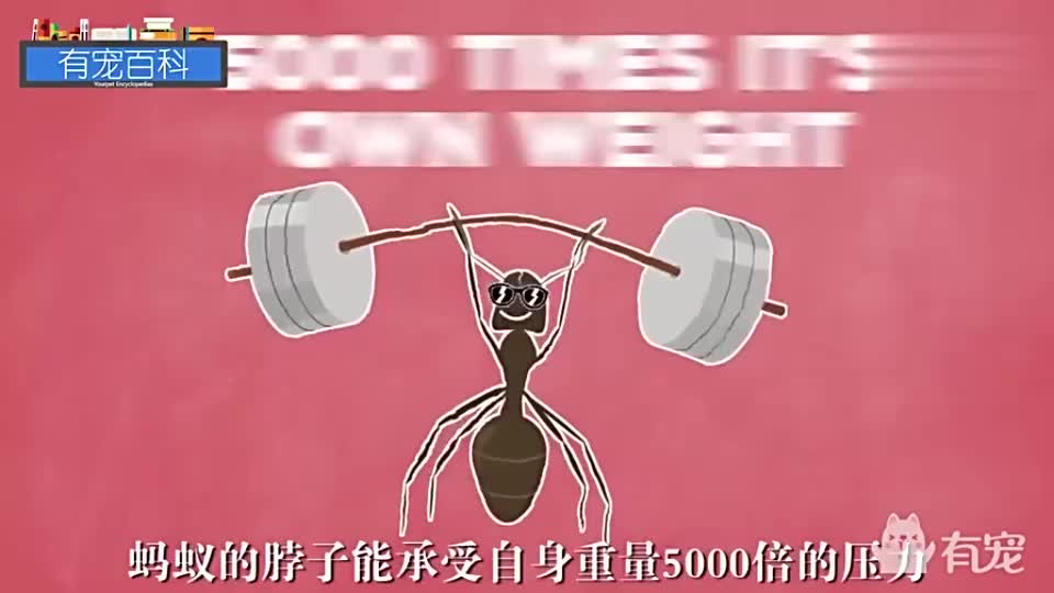 蚂蚁个子小力气却相当大