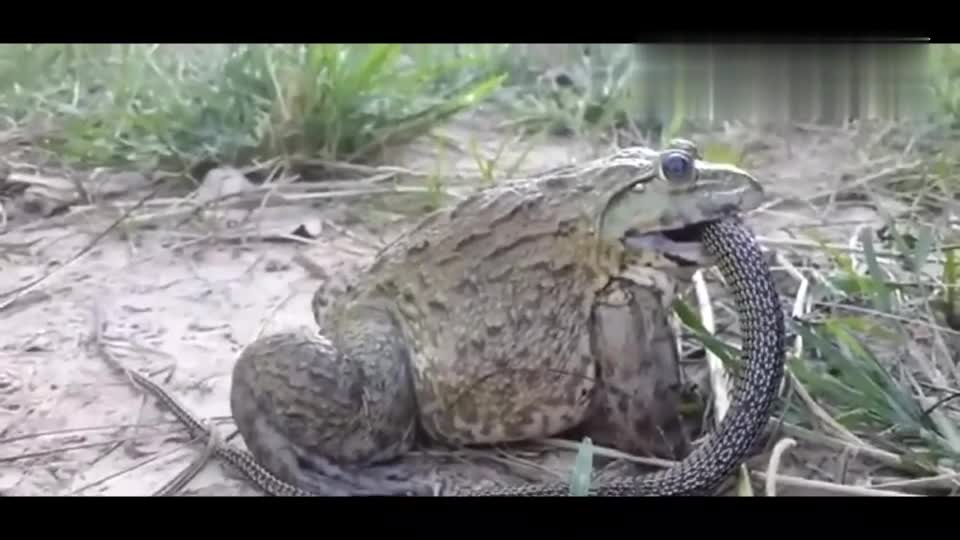 毒蛇企图捕杀青蛙 没想打反被青蛙吞食