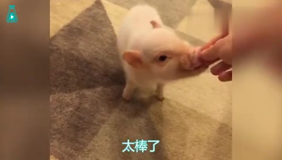 见惯了网红狗网红喵 你见过网红猪吗？_凤凰网视频_凤凰网