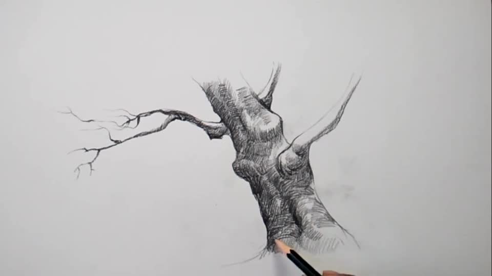 基础素描用铅笔给一棵树画好阴影部分