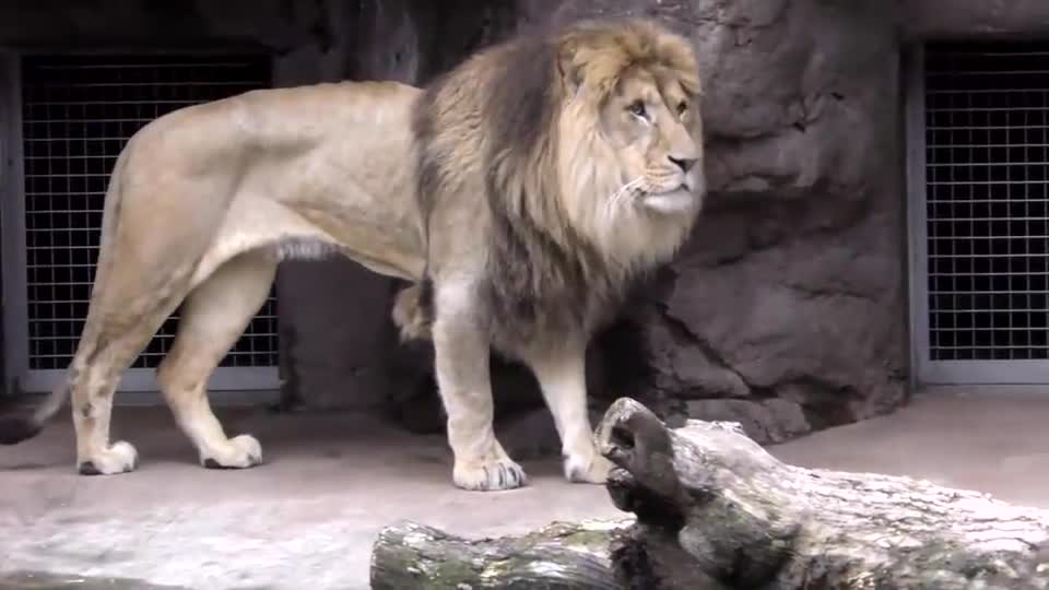 老雄狮的一天之动物园王者的落寞