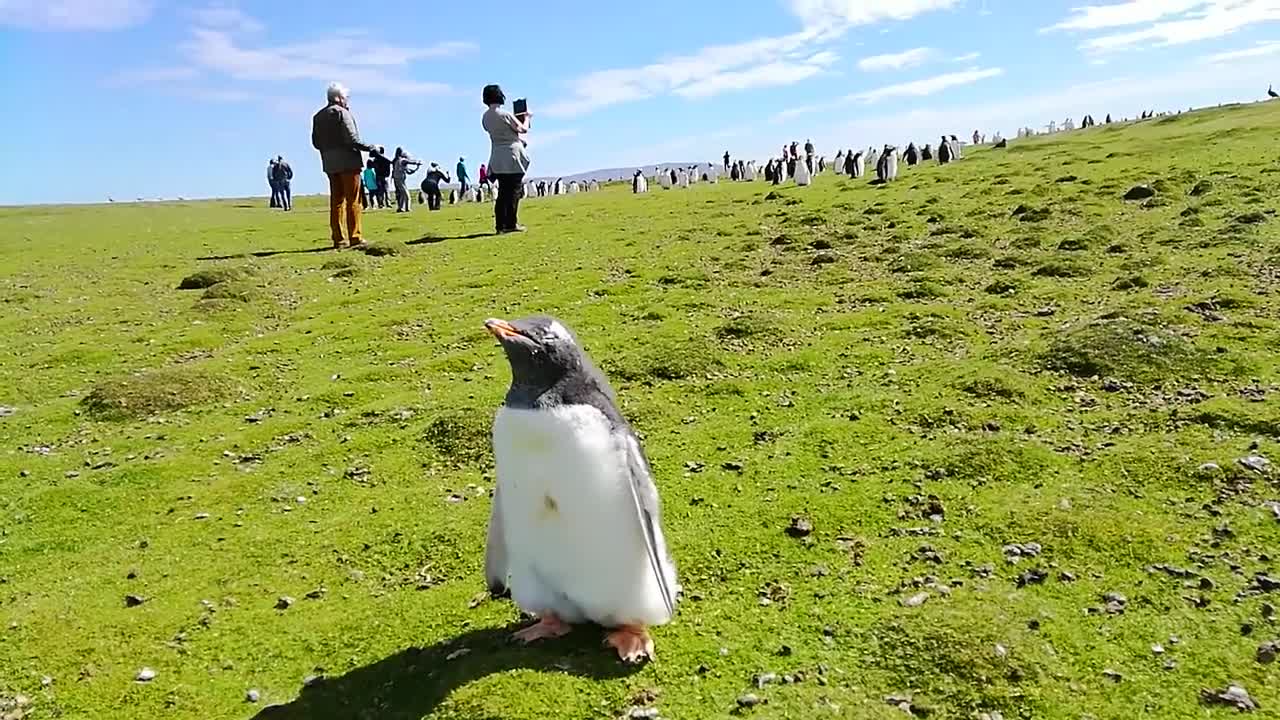 背包去环游:帝企鹅与王企鹅傻傻分不清楚