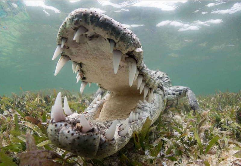 英摄影师水下拍摄鳄鱼大嘴萌照组图