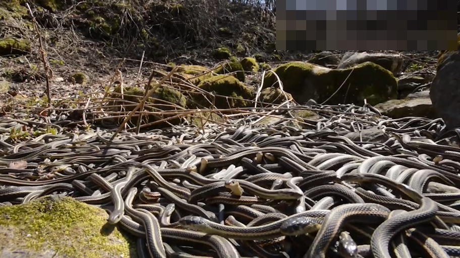 加拿大天然蛇窟上万条蛇可以缠绕成球